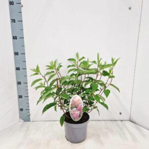 Hydrangea paniculata Vanille-Frais ('Renhy'PBR)
(1 Plants/Order)(17cmP 45cmH)