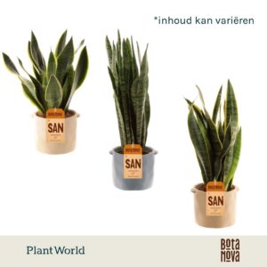 Sansevieria mix 14 cm in Pot Charlotte
(6 Plants/Order)(14cmP 45cmH)