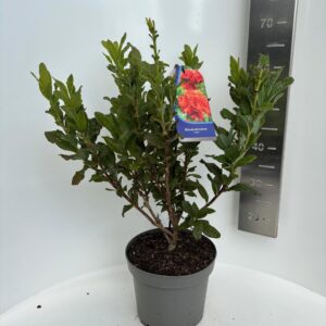 Mollis Azalea Rhododendron Mollis A Satan' 
(1 Plants/Order)(23cmP 65cmH)