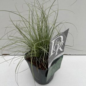 Carex comans Frosted Curls
(10 Plants/Order)(13cmP 25cmH)