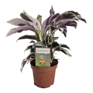 Calathea Fusion White
(9 Plants/Order)(10.5cmP 25cmH)