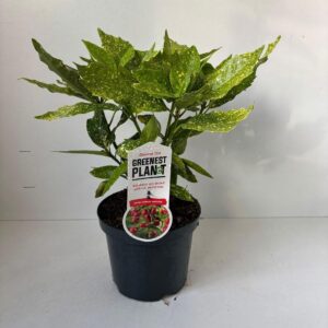 Aucuba Variegata japonica
(1 Plants/Order)(19cmP 40cmH)