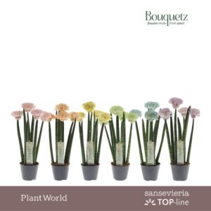 Sansevieria Cylindrica Sansevieria TOP-line Bouquetz Pastel mix P8,5
(6 Plants/Order)(8.5cmP 35cmH)