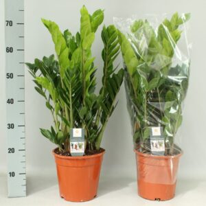 Zamioculcas zamiifolia Zamioculcas 21cm
(1 Plants/Order)(21cmP 75cmH)