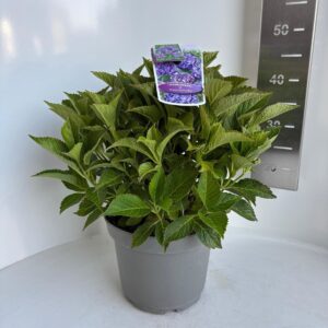 Hydrangea macrophylla other purple Ball
(1 Plants/Order)(23cmP 45cmH)