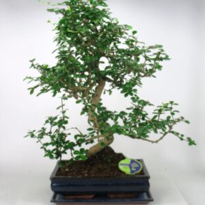 Bonsai Carmona macrophylla, 35cm., shape, with drip tray
(1 Plants/Order)(35cmP 50cmH)