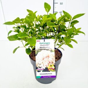 Hydrangea arborescens Hydrangea arb. 'Candybelle ® Marshmallow' 40-50C5
(1 Plants/Order)(22cmP 60cmH)