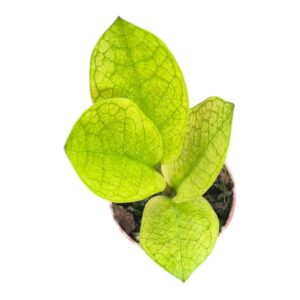 Zamioculcas zamiifolia Chameleon
(5 Plants/Order)(7cmP 15cmH)