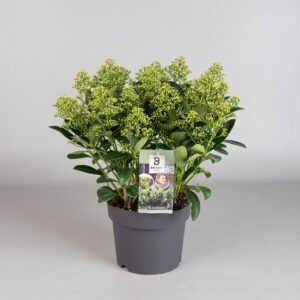 Skimmia japonica Finchy 20+
(3 Plants/Order)(19cmP 45cmH)