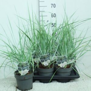 Siergrassen Leymus arenarius arnenarius 'Blue Dune' P17
(6 Plants/Order)(17cmP 70cmH)