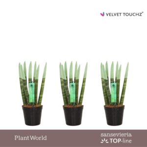 Sansevieria Cylindrica VELVET TOUCHZ® Pastel green
(20 Plants/Order)(6cmP 18cmH)