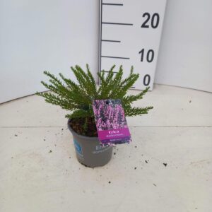 Erica darleyensis Ghost Hills
(12 Plants/Order)(10.5cmP 10cmH)