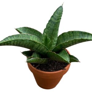 Sansevieria other Marscha Anjani
(14 Plants/Order)(8cmP 15cmH)