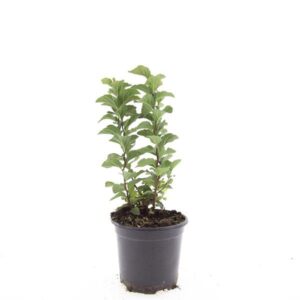 Spiraea densiflora
(8 Plants/Order)(14cmP 10cmH)