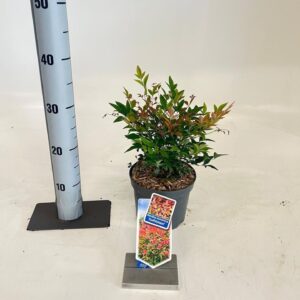 Nandina domestica Gulfstream'
(1 Plants/Order)(17cmP 30cmH)