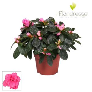 Rhododendron Terra Nova Azalea Flandresse® 'roze' 17+ cm
(12 Plants/Order)(10.5cmP 17cmH)