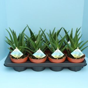 Aloe Bio delaetii 410-DEL13
(8 Plants/Order)(13cmP 25cmH)