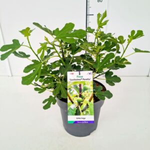 Ficus carica Ficus carica 'Gustissimo Peretta' 50-60C7
(1 Plants/Order)(25cmP 70cmH)