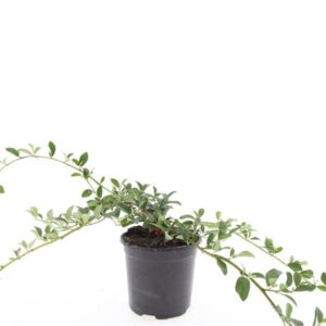 Cotoneaster dammeri Major
(8 Plants/Order)(14cmP 10cmH)
