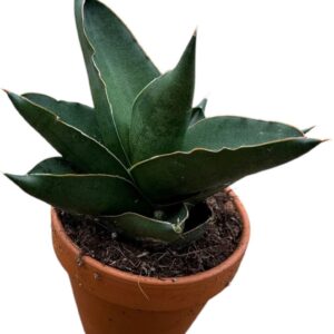 Sansevieria other Opera House
(14 Plants/Order)(8cmP 15cmH)
