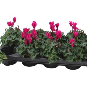Cyclamen persicum Super Serie Verano purple
(10 Plants/Order)(9cmP 18cmH)