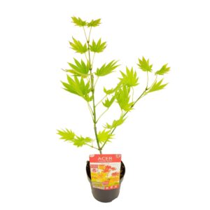 Acer shirasawanum Moonrise'
(6 Plants/Order)(15cmP 45cmH)