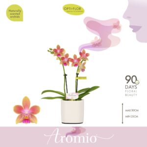 Phalaenopsis Multiflora Aromio Spring 2 spike in Piemonte White
(6 Plants/Order)(7cmP 25cmH)