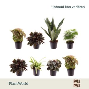 Indoor plants Miniplanten mixed op de laag (24 verschillende soorten)
(16 Plants/Order)(7cmP 35cmH)
