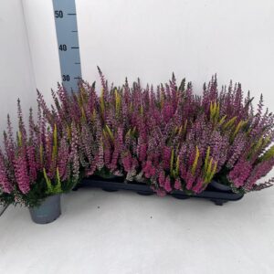 Calluna Beauty Ladies Starlight Tri
(10 Plants/Order)(10.5cmP 22cmH)