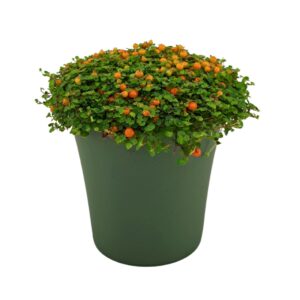 Nertera Astrid granadensis p8 TGW green
(12 Plants/Order)(9cmP 10cmH)