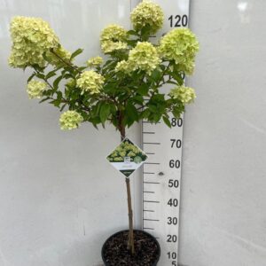 Hydrangea Little Lime Hydrangea pan. Little Lime 60 stam P28 C10
(1 Plants/Order)(28cmP 125cmH)