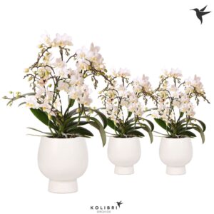 Phalaenopsis Multiflora Botanic 4spike in Scandic Pot white
(6 Plants/Order)(9cmP 40cmH)