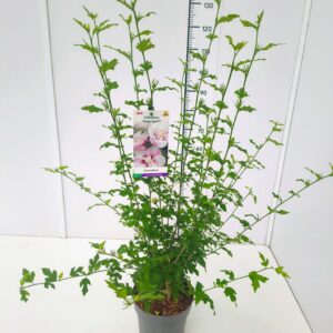 Hibiscus syriacus Hibiscus syr. 'Pinky Spot' PBR 80-100C7
(1 Plants/Order)(25cmP 100cmH)