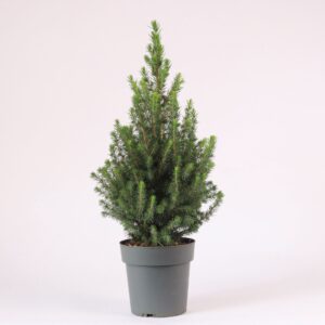Picea Perfecta glauca P15
(6 Plants/Order)(15cmP 55cmH)
