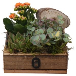 Arrangement kamer PTHI3344 Arrangement Autumn Indoor in houten vierkanten plateau
(6 Plants/Order)(15cmP 15cmH)
