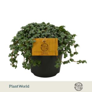 Pilea Greyzy Glauca 12cm
(8 Plants/Order)(12cmP 20cmH)