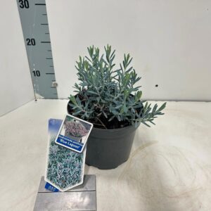 Andromeda polifolia Blue Lagoon'
(1 Plants/Order)(17cmP 20cmH)