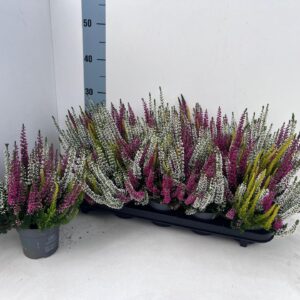 Calluna Beauty-Ladies "Ladies"" Trio_POMMES_T10,5"
(10 Plants/Order)(10.5cmP 25cmH)
