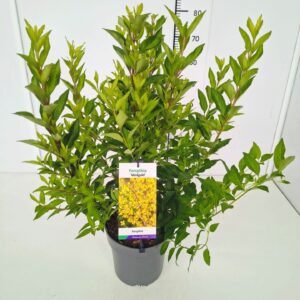 Forsythia intermedia Forsythia int. 'Minigold' 50-60C5
(1 Plants/Order)(23cmP 70cmH)
