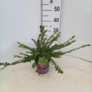 Lonicera Maigrün nitida
(1 Plants/Order)(15cmP 30cmH)