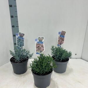 Andromeda mix (minimum order one layer)
(1 Plants/Order)(17cmP 20cmH)
