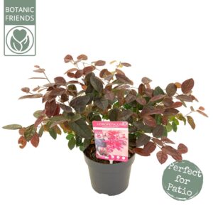 Loropetalum Fire Dance ch.
(6 Plants/Order)(15cmP 30cmH)