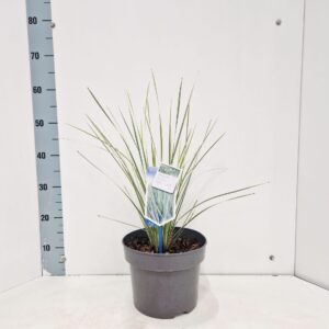 Lomandra longifolia White S Sands
(1 Plants/Order)(23cmP 55cmH)