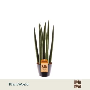 Sansevieria Cylindrica Spaghetti' P8,5
(12 Plants/Order)(8.5cmP 33cmH)