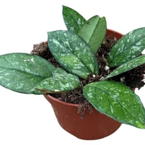 Hoya Crassipetiolata Splash
(9 Plants/Order)(10.5cmP 15cmH)