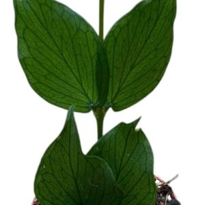 Hoya Polyneura
(14 Plants/Order)(8cmP 10cmH)