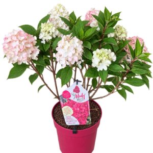 Hydrangea paniculata Bloody Marie' 40-60C6
(1 Plants/Order)(24cmP 60cmH)