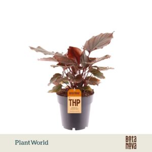other Indoor plants Homalomena Flaming Red
(7 Plants/Order)(14cmP 30cmH)