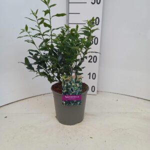 Sarcococca confusa
(1 Plants/Order)(17cmP 40cmH)
