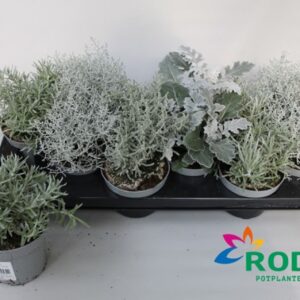 perkplanten mix Silvermix by Rodon 
(15 Plants/Order)(10.5cmP 22cmH)